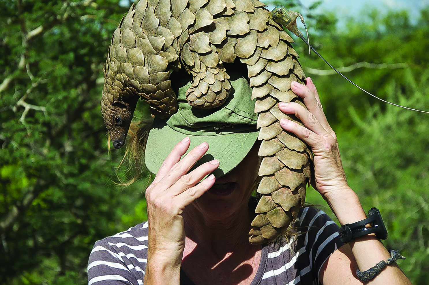 HELP Protect the Endangered Pangolin