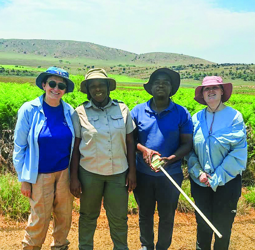 Yellow stakes help track bracken at Kgaswane