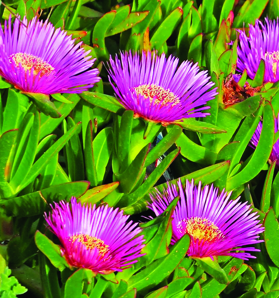 Suurvy: a little plant, a mother’s care and a childhood memory