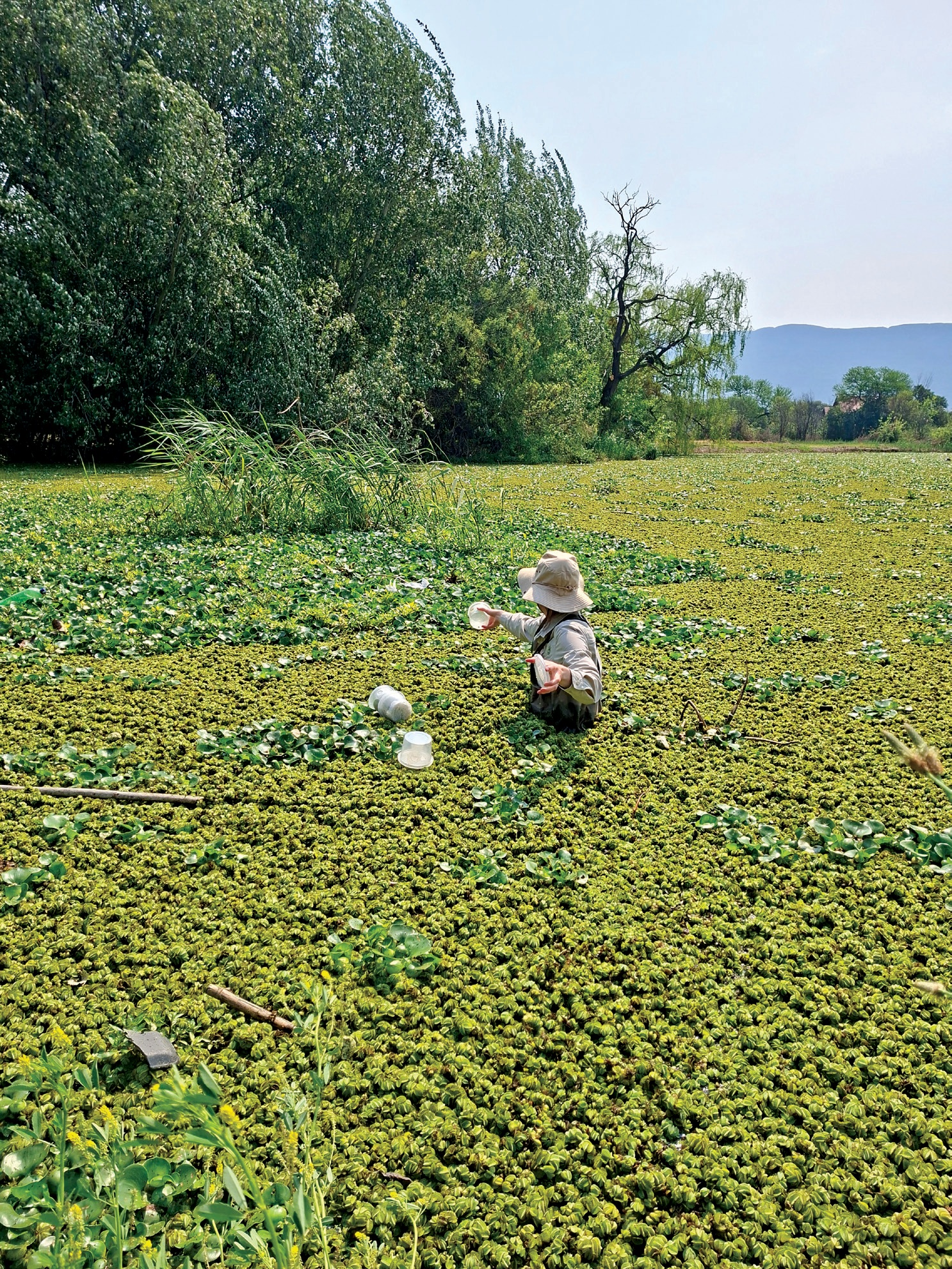 Harties turns green again: what’s growing, and what’s being done?