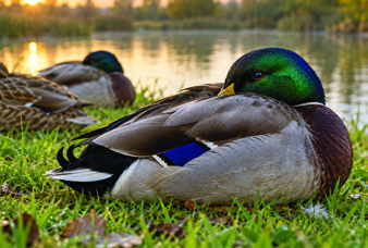 Did you know? - SOME BIRDS SLEEP WITH ONE EYE OPEN…